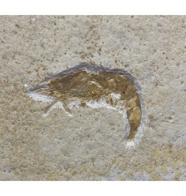 Upper Jurassic Fossil Prawn from Solnhofen, Eichstatt, Germany (SKU OF2082):- Acanthochirana cordata