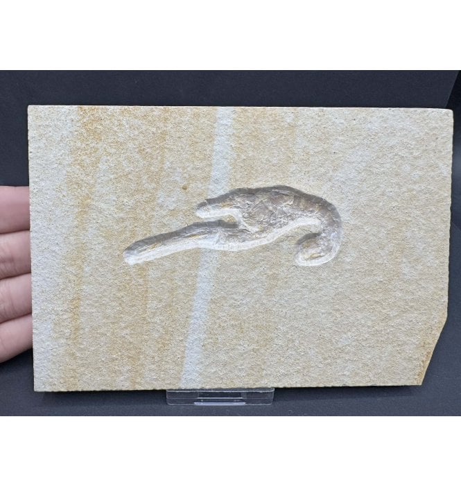 Upper Jurassic Fossil Prawn from Solnhofen, Eichstatt, Germany (SKU OF3357):- Mecochirus longimanatus