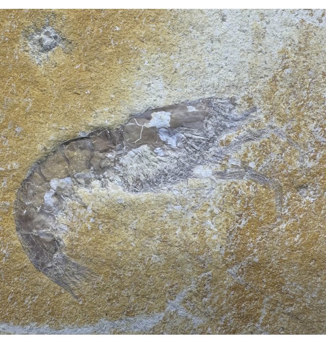 Upper Jurassic Fossil Prawn from Solnhofen, Eichstatt, Germany (SKU OF3428):- Antrimpos Speciosus