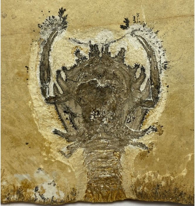 Upper Jurassic Fossil Spiny Squat Lobster from Solnhofen, Eichstatt, Germany (SKU OF2072):- Cycleryon cuvieri