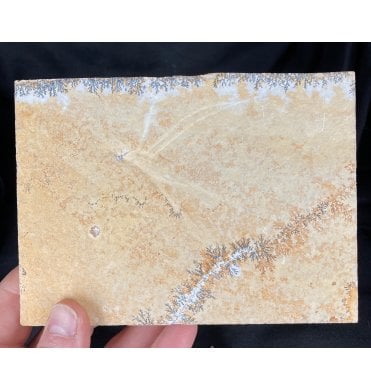 Upper Jurassic Fossil Water Strider (Gerridae) Insect from Solnhofen, Germany (SKU OF1101):- Chresmoda sp