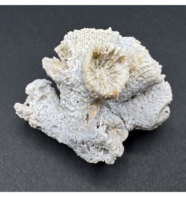 Upper Kimmeridgian, Upper Jurassic Coral Cluster from Nattheim, Germany (SKU OF3395):- Astige koralle