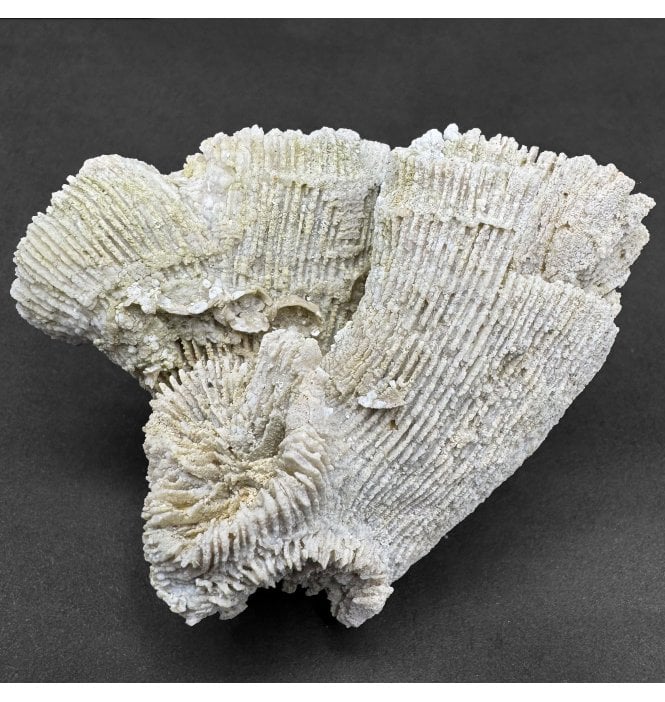 Upper Kimmeridgian, Upper Jurassic Coral Cluster from Nattheim, Germany (SKU OF4185):- Astige koralle