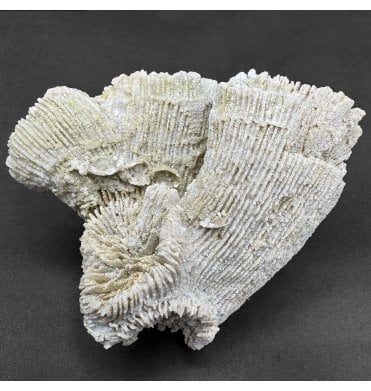 Upper Kimmeridgian, Upper Jurassic Coral Cluster from Nattheim, Germany (SKU OF4185):- Astige koralle