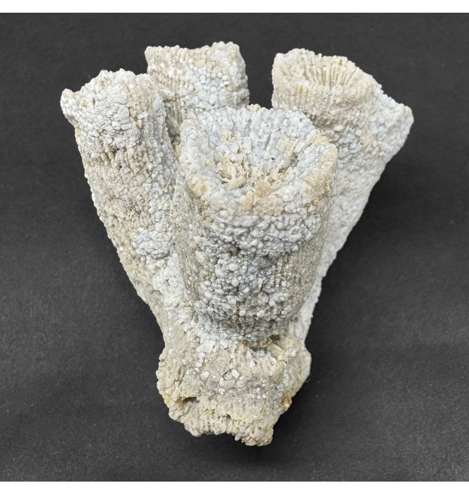 Upper Kimmeridgian, Upper Jurassic Coral Cluster from Nattheim, Germany (SKU OF4186):- Astige koralle