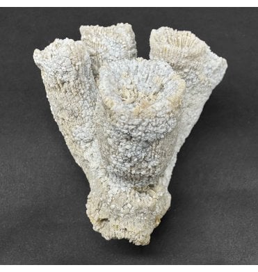 Upper Kimmeridgian, Upper Jurassic Coral Cluster from Nattheim, Germany (SKU OF4186):- Astige koralle