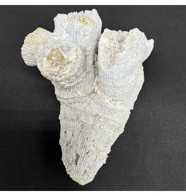 Upper Kimmeridgian, Upper Jurassic Coral Cluster from Nattheim, Germany (SKU OF4188):- Astige koralle
