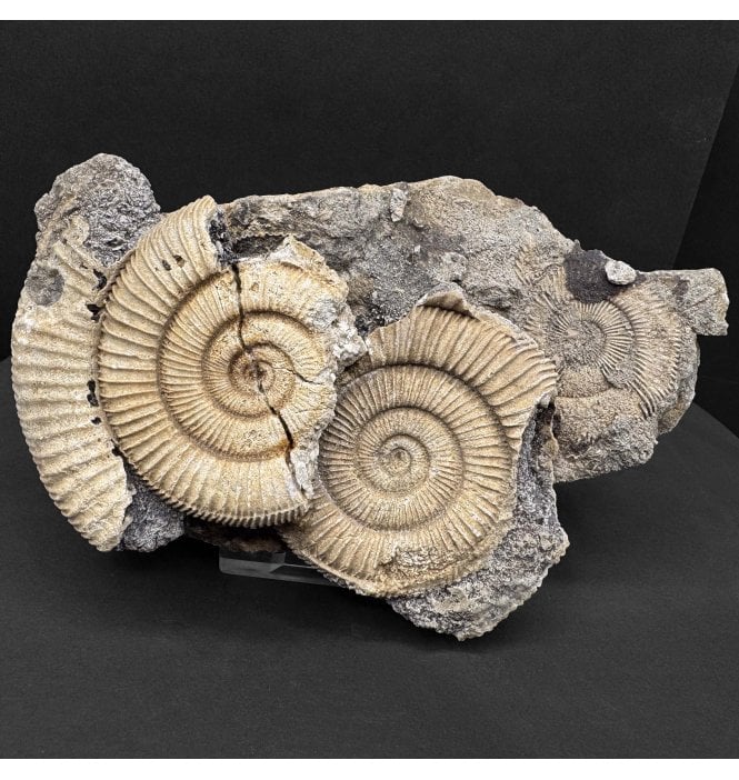 Upper Lias, Lower Jurassic Ammonite Cluster from Germany (SKU A4557):- Dactylioceras athleticum