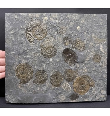 Upper Lias, Lower Jurassic Ammonite Cluster from Holzmaden, Germany (SKU A4729):- Dactylioceras athleticum