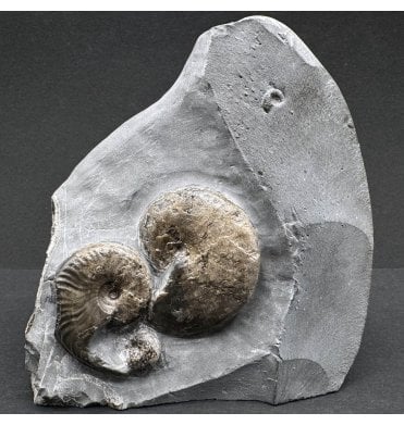 Upper Lias, Lower Jurassic, Ammonite Cluster from Sandsend, Whitby, North Yorkshire, England (SKU A3858):- Phylloceras heterophyllum and Cleviceras elegans