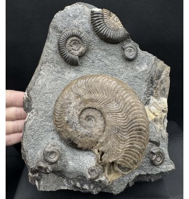 Upper Lias, Lower Jurassic Ammonite Cluster from Sandsend, Whitby, North Yorkshire, England (SKU A4523):- Harpoceras falciferum and Dactylioceras cf. gracile