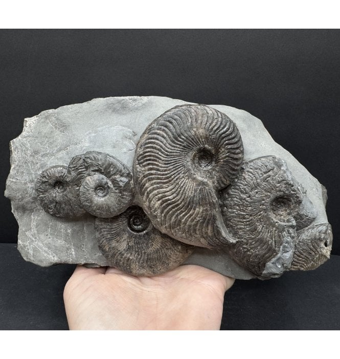 Upper Lias, Lower Jurassic, Ammonite Cluster from Sandsend, Whitby, North Yorkshire, England (SKU A4782):- Cleviceras exaratum and Cleviceras elegans