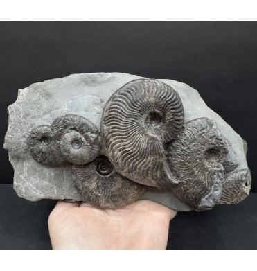 Upper Lias, Lower Jurassic, Ammonite Cluster from Sandsend, Whitby, North Yorkshire, England (SKU A4782):- Cleviceras exaratum and Cleviceras elegans