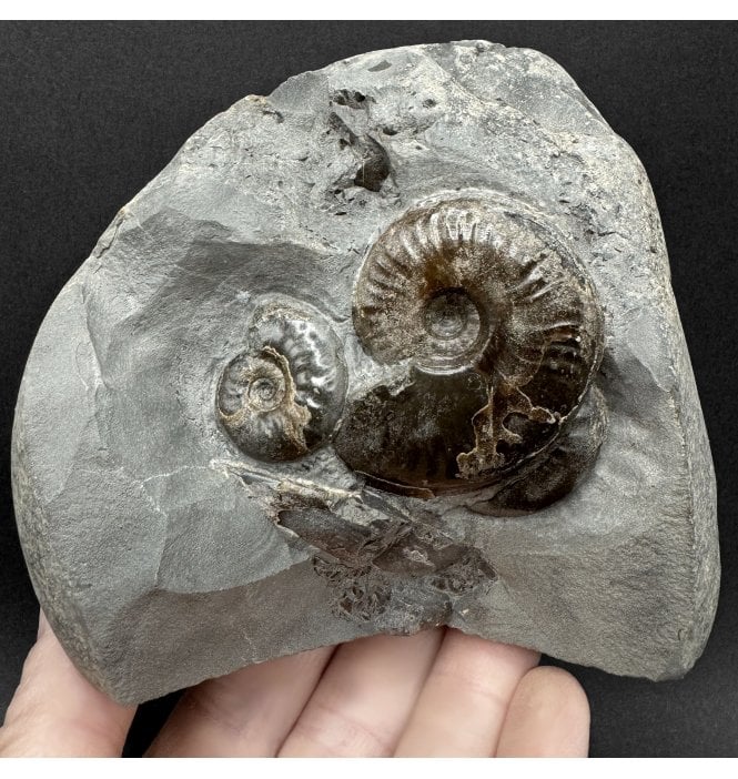 Upper Lias, Lower Jurassic, Ammonite Cluster from Sandsend, Whitby, North Yorkshire, England (SKU A5072):- Cleviceras elegans