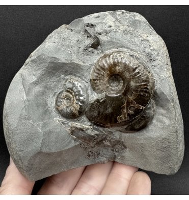 Upper Lias, Lower Jurassic, Ammonite Cluster from Sandsend, Whitby, North Yorkshire, England (SKU A5072):- Cleviceras elegans