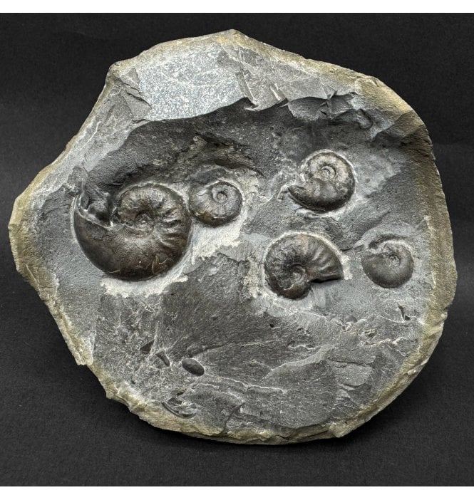 Upper Lias, Lower Jurassic Ammonite Cluster from Sandsend, Whitby, North Yorkshire, England (SKU A5081):- Eleganticeras elegantulum