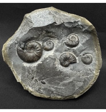 Upper Lias, Lower Jurassic Ammonite Cluster from Sandsend, Whitby, North Yorkshire, England (SKU A5081):- Eleganticeras elegantulum