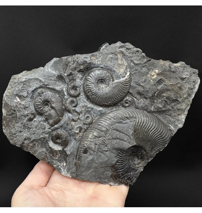 Upper Lias, Lower Jurassic, Ammonite Cluster from Sandsend, Whitby, North Yorkshire, England (SKU A5092):- Cleviceras elegans