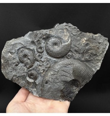 Upper Lias, Lower Jurassic, Ammonite Cluster from Sandsend, Whitby, North Yorkshire, England (SKU A5092):- Cleviceras elegans