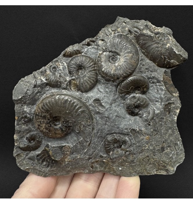 Upper Lias, Lower Jurassic, Ammonite Cluster from Sandsend, Whitby, North Yorkshire, England (SKU A5094):- Cleviceras elegans