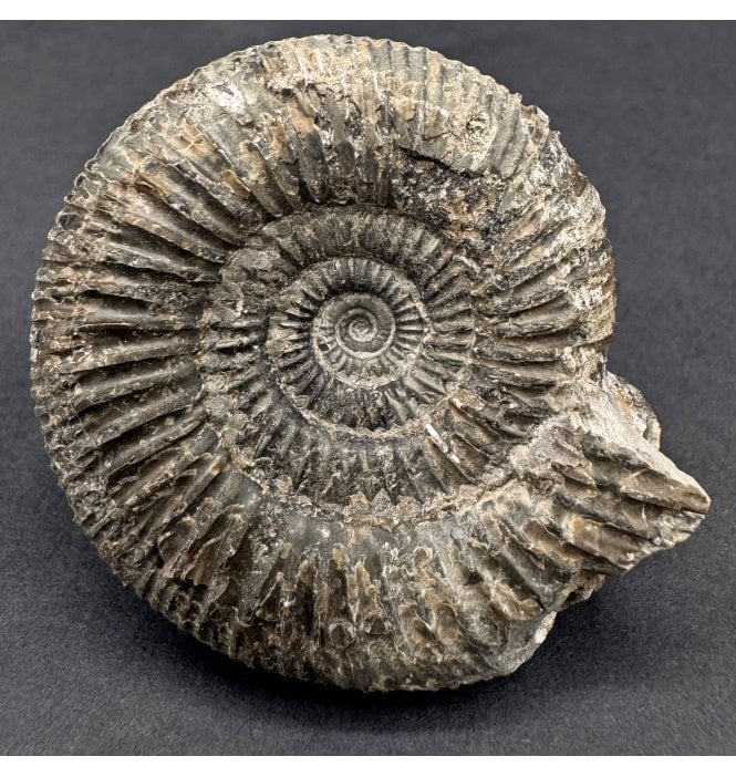 Upper Lias, Lower Jurassic Ammonite from North Yorkshire, England (SKU A4509):- Dactylioceras semicelatum