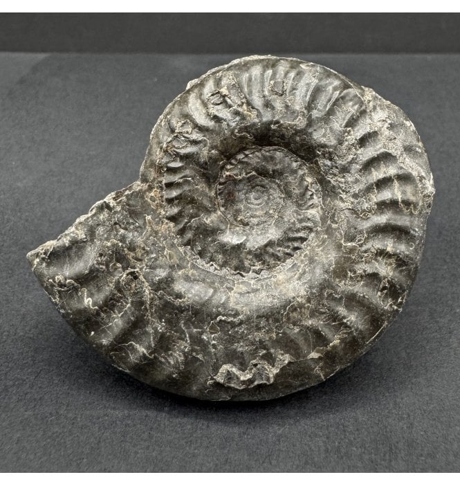 Upper Lias, Lower Jurassic Ammonite from North Yorkshire, England (SKU A4510):- Hildoceras lusitanicum