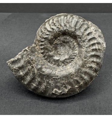 Upper Lias, Lower Jurassic Ammonite from North Yorkshire, England (SKU A4510):- Hildoceras lusitanicum