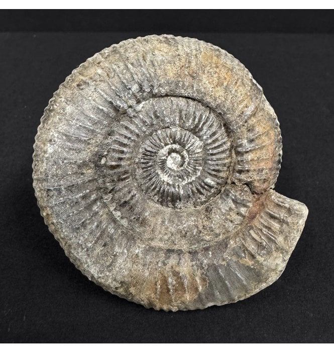 Upper Lias, Lower Jurassic Ammonite from North Yorkshire, England (SKU A4940):- Dactylioceras commune