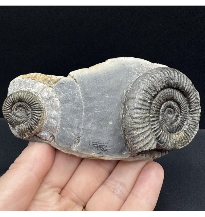 Upper Lias, Lower Jurassic Ammonite from Port Mulgrave, North Yorkshire, England (SKU A4092):- Dactylioceras athleticum