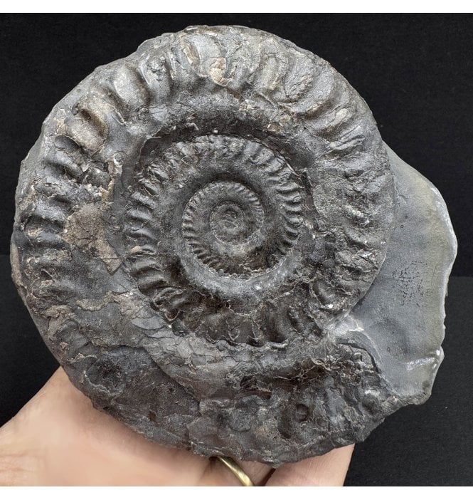 Upper Lias Lower Jurassic Ammonite from Port Mulgrave, Whitby, North Yorkshire, England (SKU A3801):- Hildoceras lusitanicum