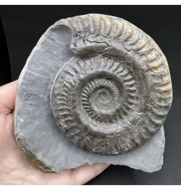 Upper Lias, Lower Jurassic Ammonite from Port Mulgrave, Whitby, North Yorkshire, England (SKU A4102):- Hildoceras lusitanicum