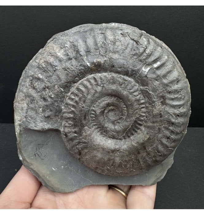 Upper Lias, Lower Jurassic Ammonite from Port Mulgrave, Whitby, North Yorkshire, England (SKU A4114):- Hildoceras lusitanicum