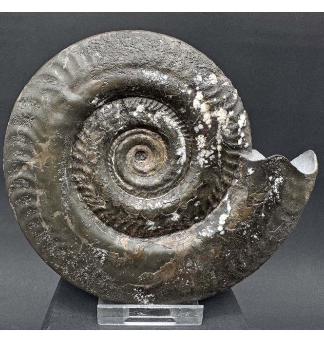 Upper Lias, Lower Jurassic, Ammonite from Port Mulgrave, Whitby, North Yorkshire, England (SKU A4265):- Hildoceras bifrons