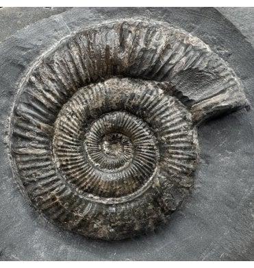 Upper Lias, Lower Jurassic Ammonite from Port Mulgrave, Whitby, North Yorkshire (SKU A3879):- Peronoceras fibulatum