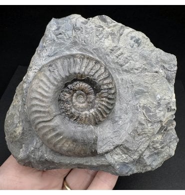 Upper Lias, Lower Jurassic Ammonite from Ravenscar, Whitby, North Yorkshire, England (SKU A4106):- Grammoceras thouarense