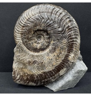 Upper Lias, Lower Jurassic Ammonite from Sandsend, Whitby, North Yorkshire, England (SKU A4465):- Harpoceras falciferum