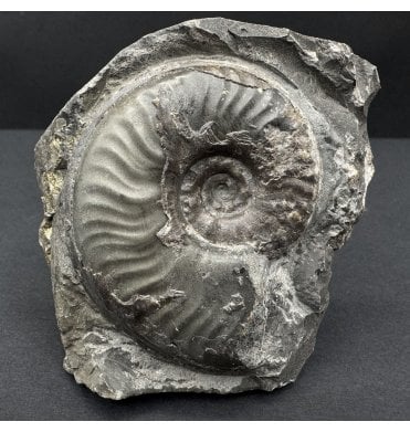 Upper Lias, Lower Jurassic, Ammonite from Sandsend, Whitby, North Yorkshire, England (SKU A4488):- Eleganticeras elegantulum