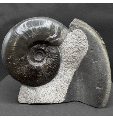 Upper Lias, Lower Jurassic Ammonite from Sandsend, Whitby, North Yorkshire, England (SKU A4571):- Eleganticeras elegantulum