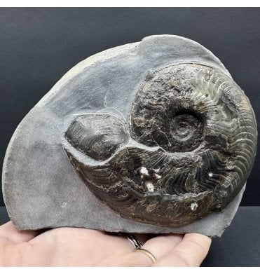 Upper Lias, Lower Jurassic Ammonite from Sandsend, Whitby, North Yorkshire, England (SKU A4604):- Harpoceras falciferum