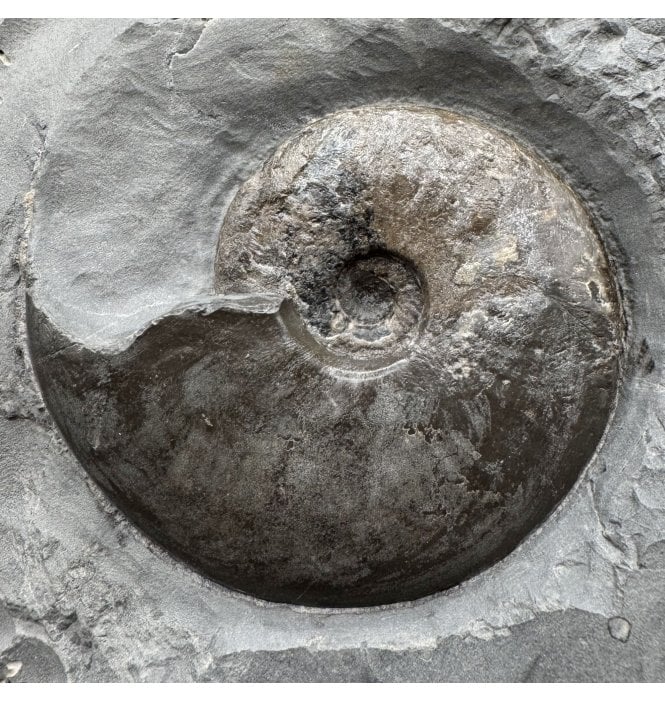 Upper Lias, Lower Jurassic, Ammonite from Sandsend, Whitby, North Yorkshire, England (SKU A4723):- Eleganticeras elegantulum