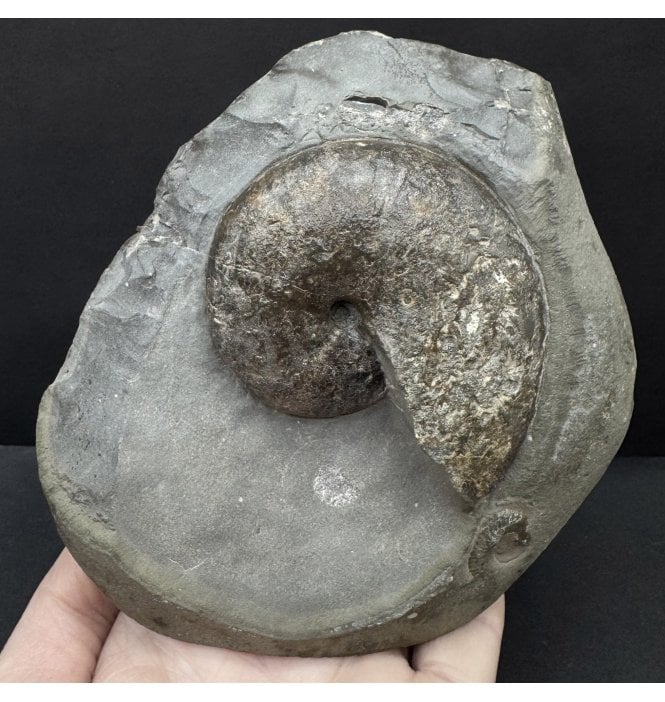 Upper Lias, Lower Jurassic Ammonite from Sandsend, Whitby, North Yorkshire, England (SKU A4780):- Phylloceras heterophyllum