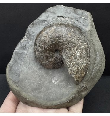 Upper Lias, Lower Jurassic Ammonite from Sandsend, Whitby, North Yorkshire, England (SKU A4780):- Phylloceras heterophyllum