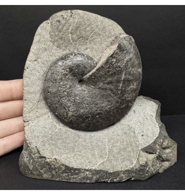 Upper Lias, Lower Jurassic Ammonite from Sandsend, Whitby, North Yorkshire, England (SKU A4912):- Phylloceras heterophyllum