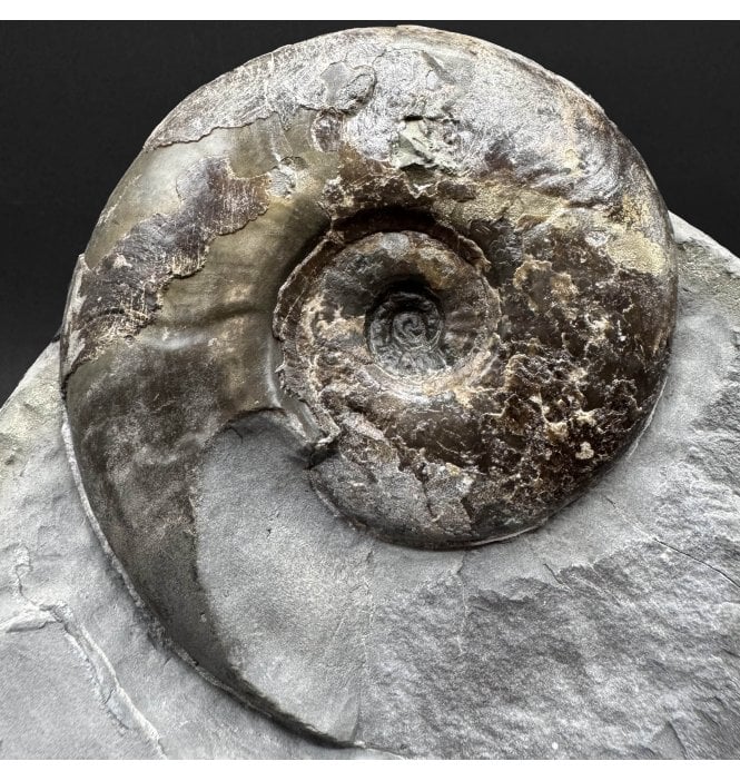 Upper Lias, Lower Jurassic Ammonite from Sandsend, Whitby, North Yorkshire, England (SKU A5073):- Eleganticeras elegantulum