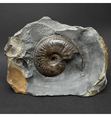 Upper Lias, Lower Jurassic Ammonite from Sandsend, Whitby, North Yorkshire, England (SKU A5090):- Eleganticeras elegantulum