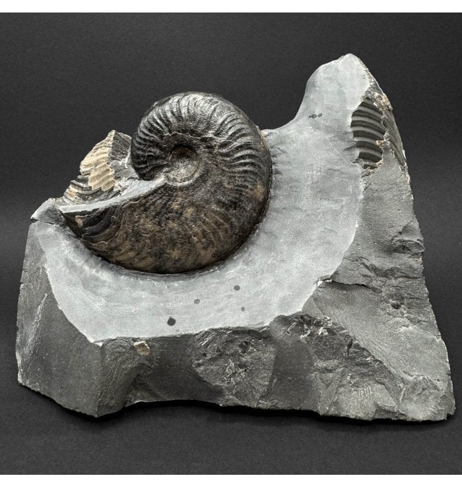 Upper Lias, Lower Jurassic Ammonite from Sandsend, Whitby, North Yorkshire, England (SKU A5093):- Eleganticeras elegantulum