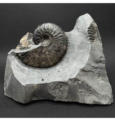 Upper Lias, Lower Jurassic Ammonite from Sandsend, Whitby, North Yorkshire, England (SKU A5093):- Eleganticeras elegantulum