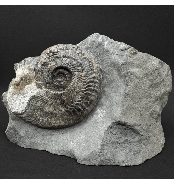 Upper Lias, Lower Jurassic Ammonite from Sandsend, Whitby, North Yorkshire, England (SKU A5095):- Harpoceras falciferum