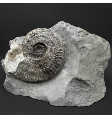 Upper Lias, Lower Jurassic Ammonite from Sandsend, Whitby, North Yorkshire, England (SKU A5095):- Harpoceras falciferum