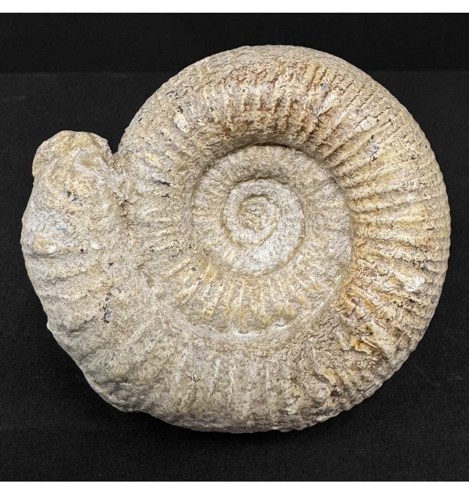Upper Lias, Lower Jurassic Ammonite from Somerset (SKU A4917):- Nodicoeloceras spicatum